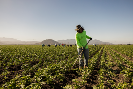 Worker weeds in a field with mountains in the background